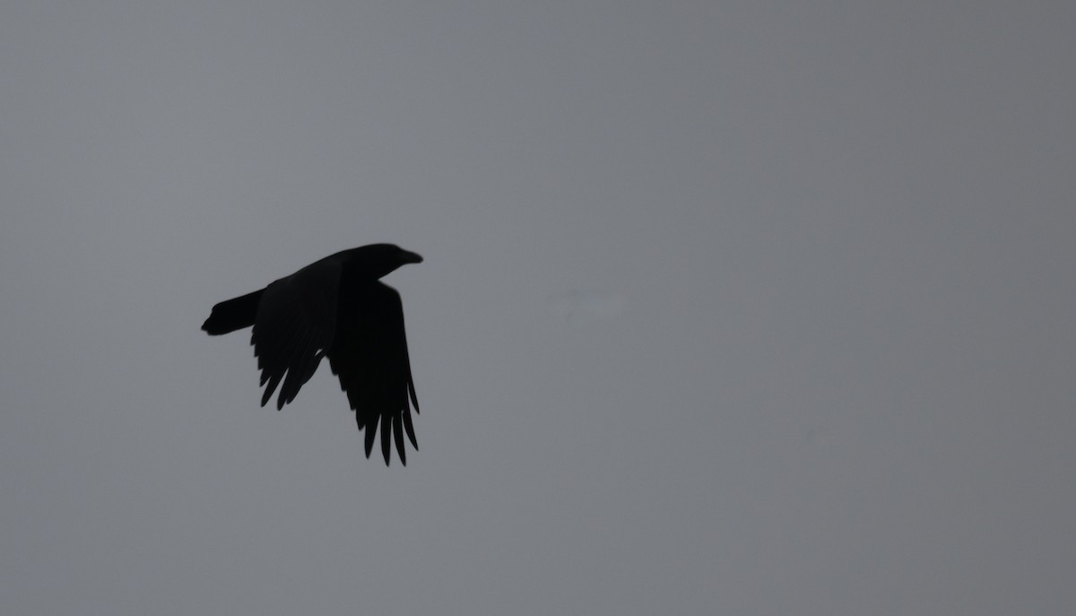 Common Raven - ML497079761