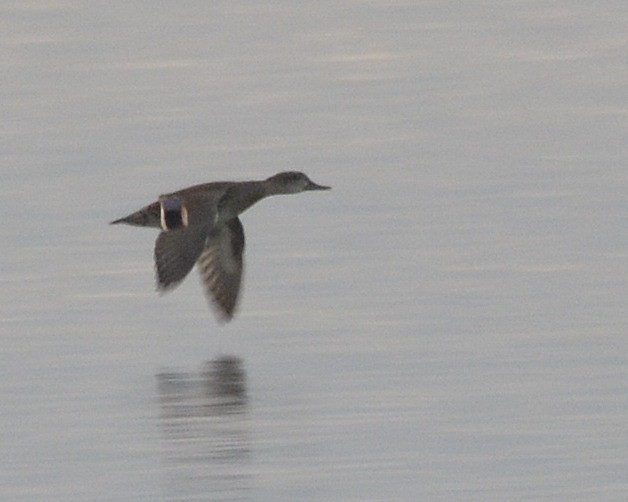 Green-winged Teal - ML497081171