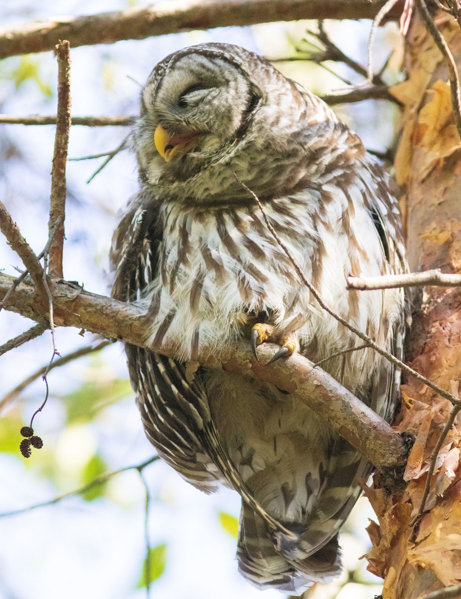 Barred Owl - ML497082131
