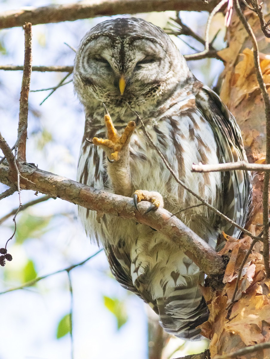 Barred Owl - ML497082141