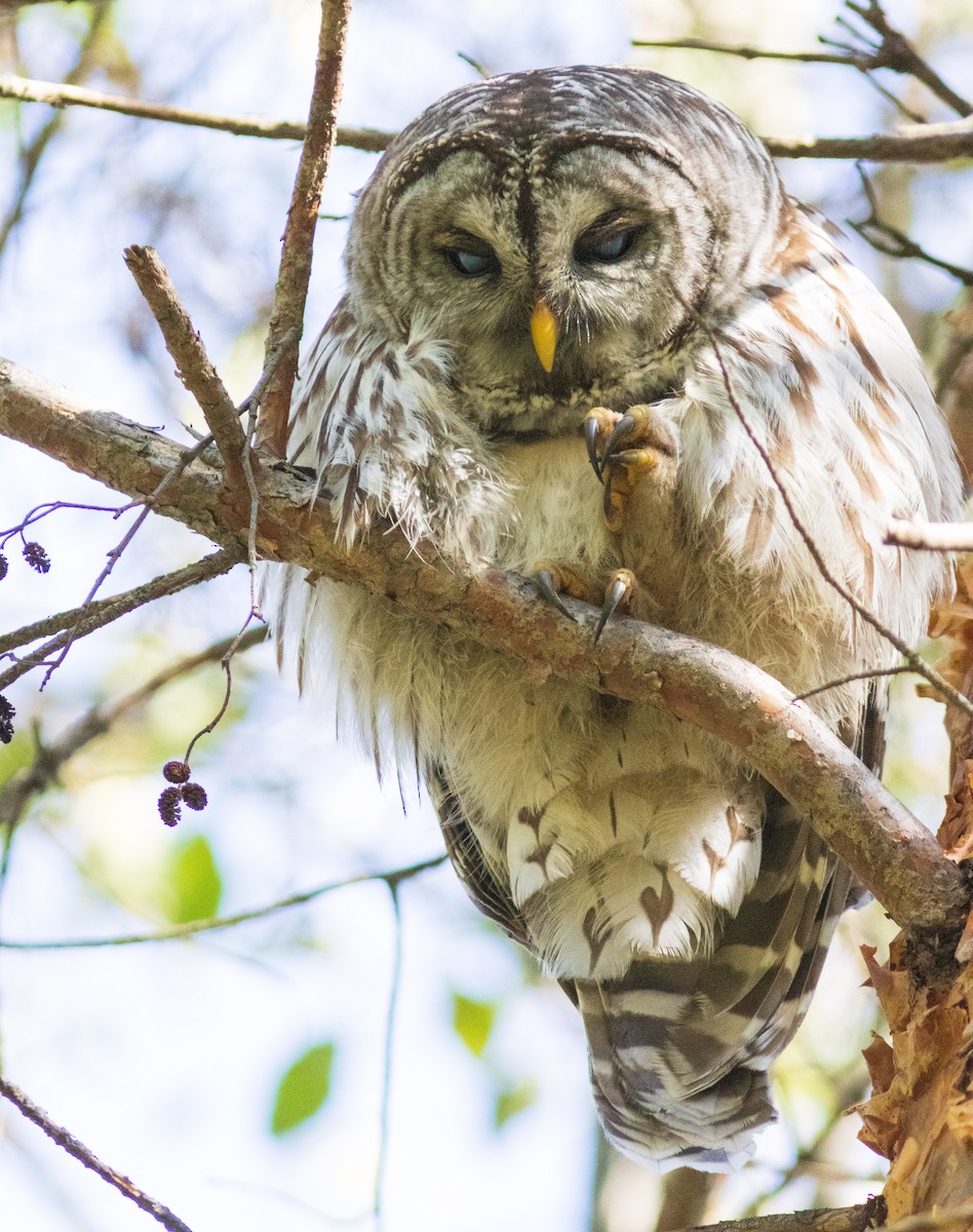 Barred Owl - ML497082151