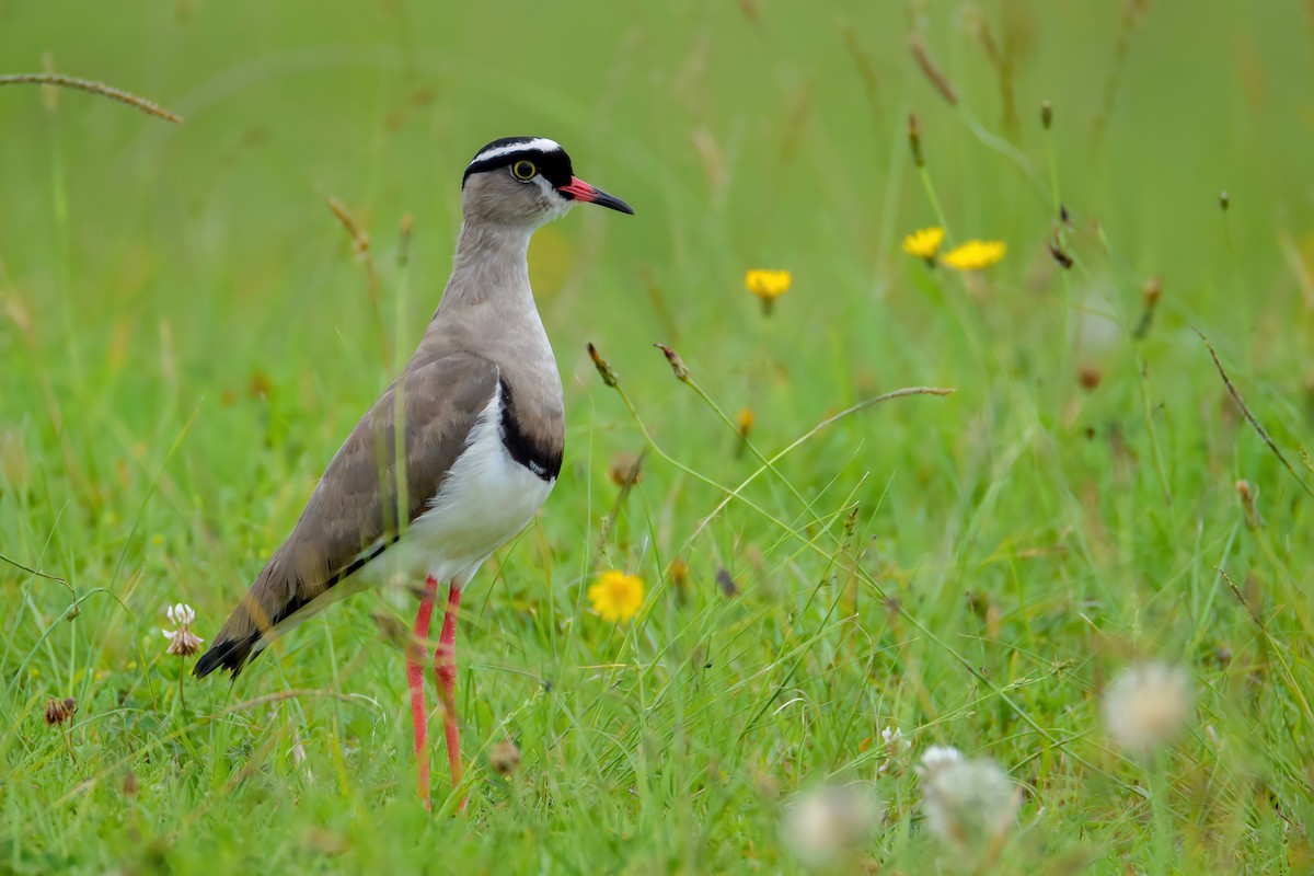 Crowned Lapwing - ML497082631