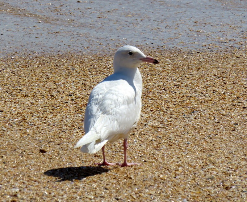 Glaucous Gull - Diane Reed