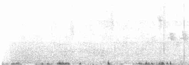 Трясохвіст темночеревий - ML497089921
