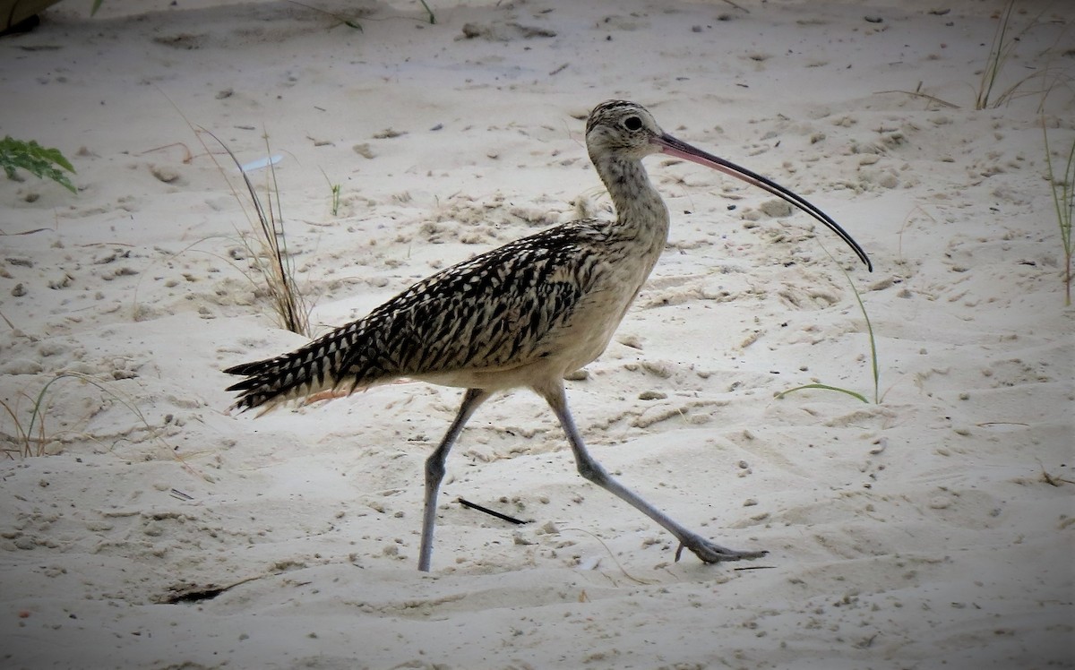Long-billed Curlew - ML497090741