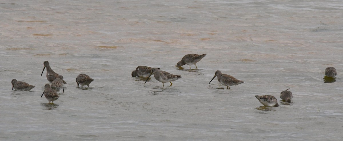 Long-billed Dowitcher - ML497093751