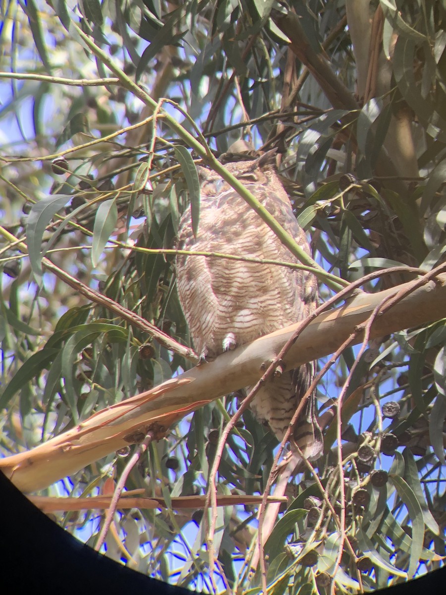 Lesser Horned Owl - ML497094501