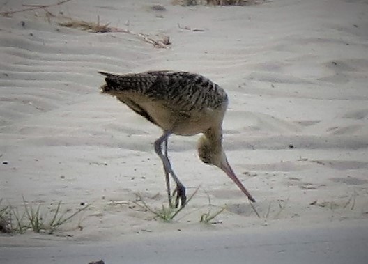 Long-billed Curlew - ML497094901