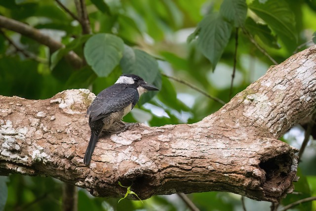 Black-breasted Puffbird