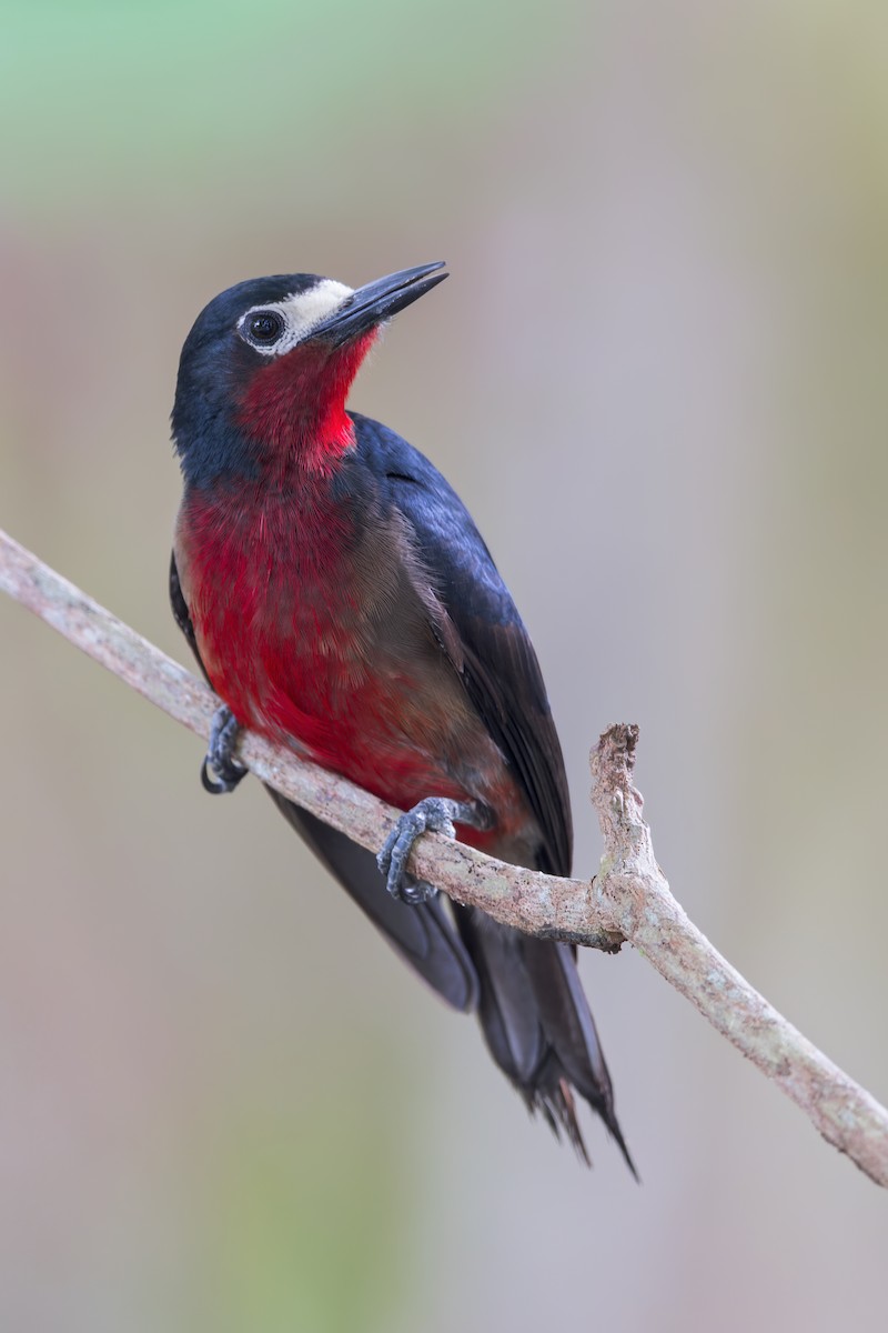 Puerto Rican Woodpecker - ML497097761