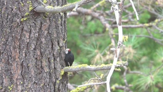 White-headed Woodpecker - ML497098051