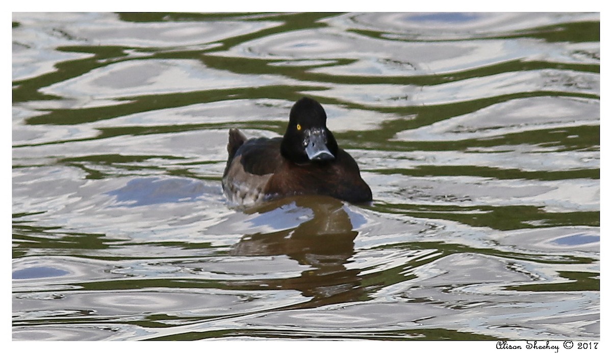 Tufted Duck - ML49709971