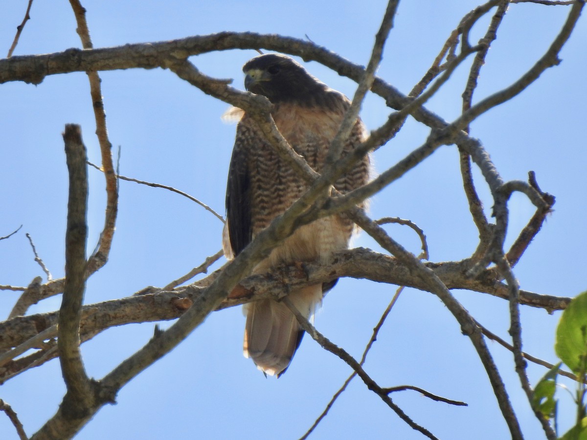 Red-tailed Hawk - ML497101241