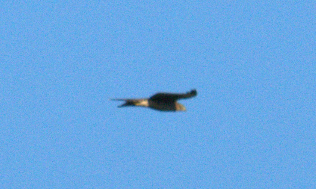 Broad-winged Hawk - ML497101601