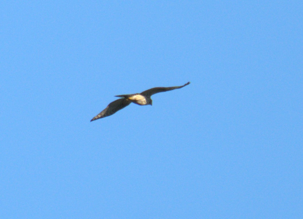 Broad-winged Hawk - ML497101611