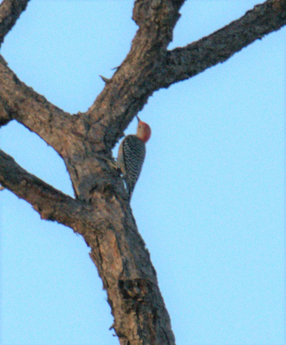 Red-bellied Woodpecker - ML497101701