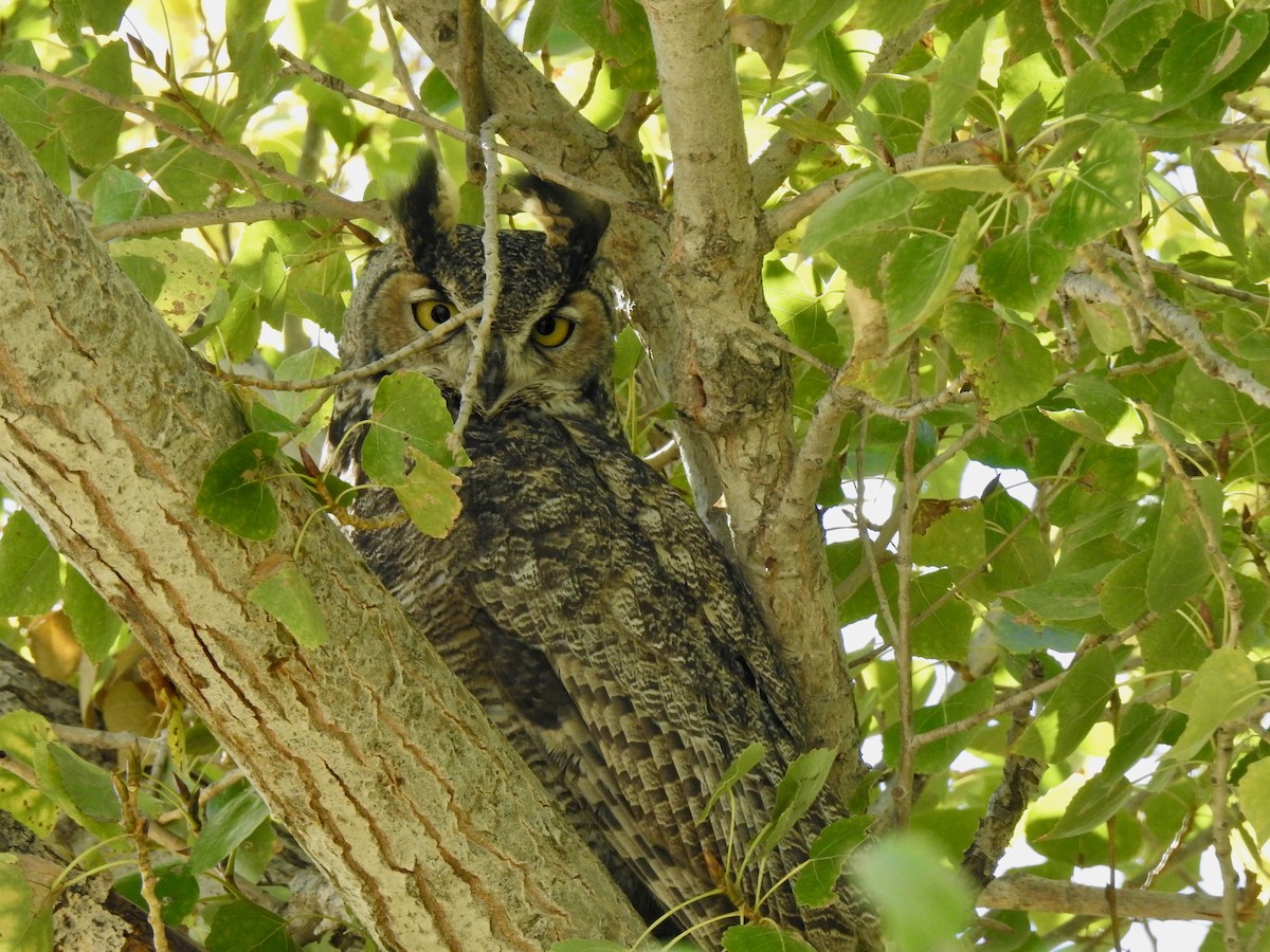 Great Horned Owl - ML497102041