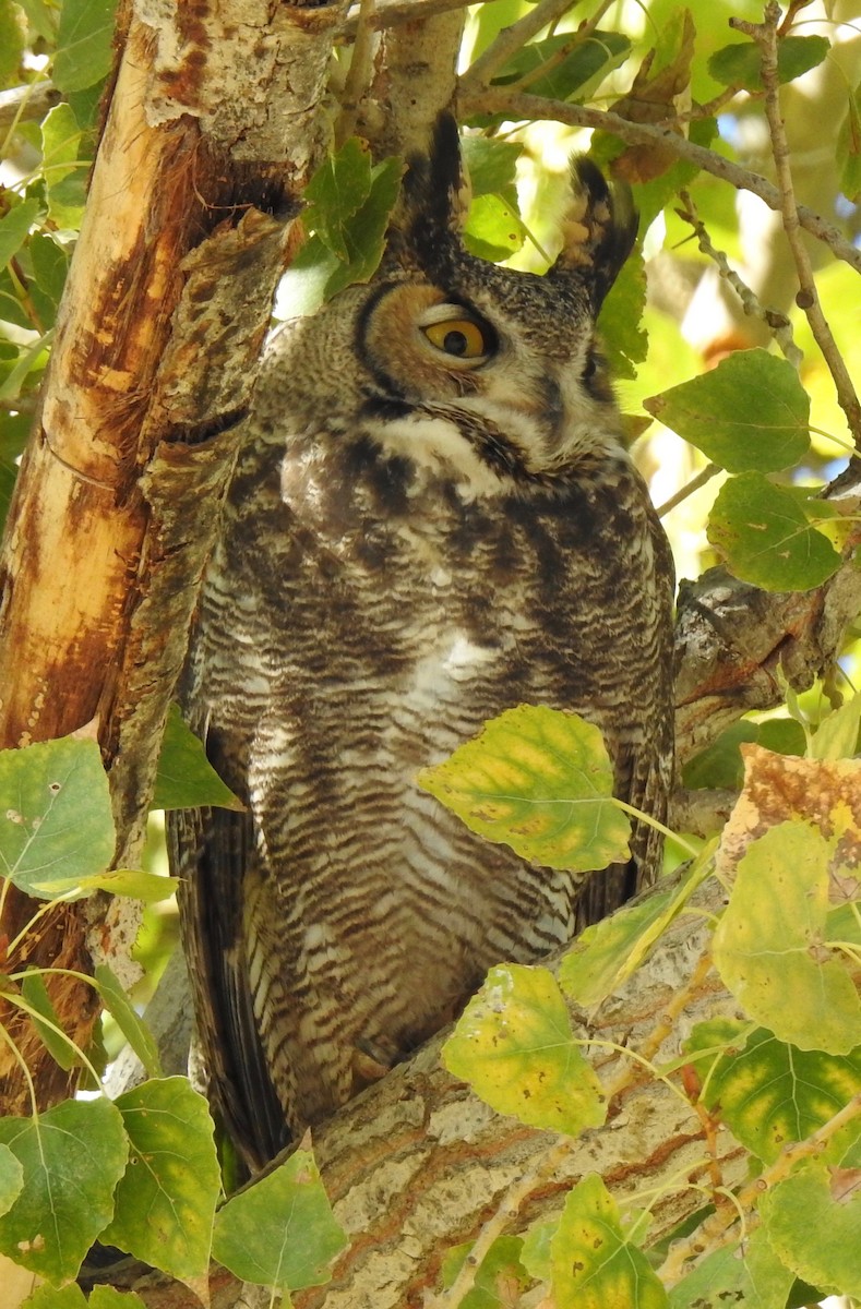 Great Horned Owl - ML497102231
