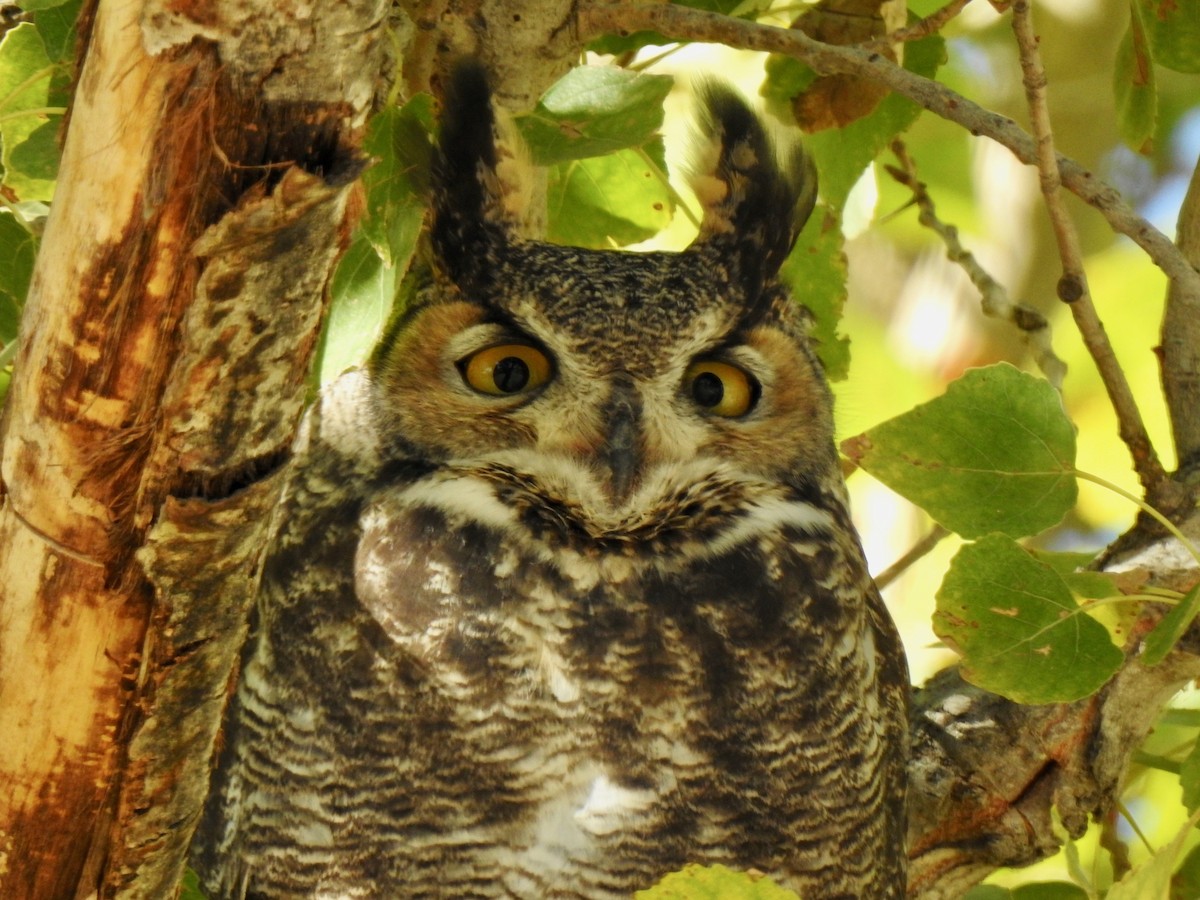 Great Horned Owl - ML497102281
