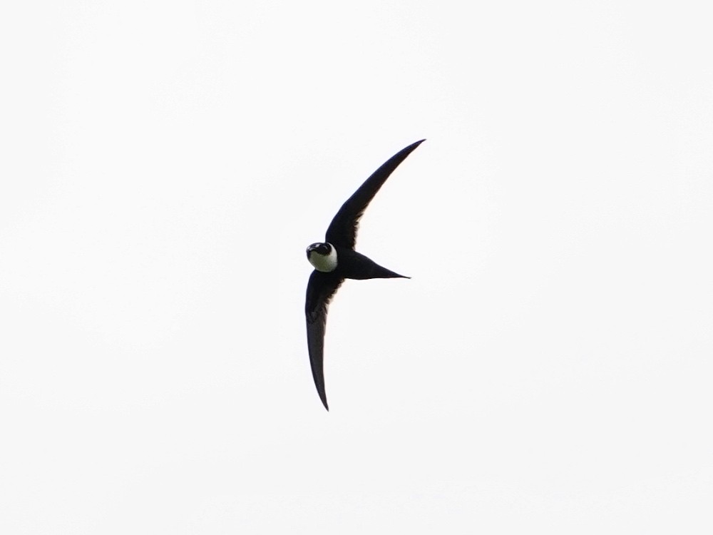 Lesser Swallow-tailed Swift - Carlos Ulate