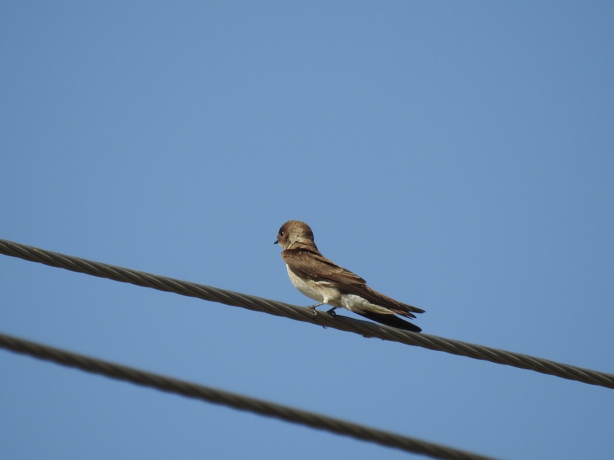 Northern Rough-winged Swallow - ML497103001