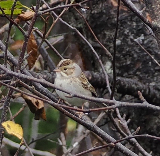 Clay-colored Sparrow - ML497107941