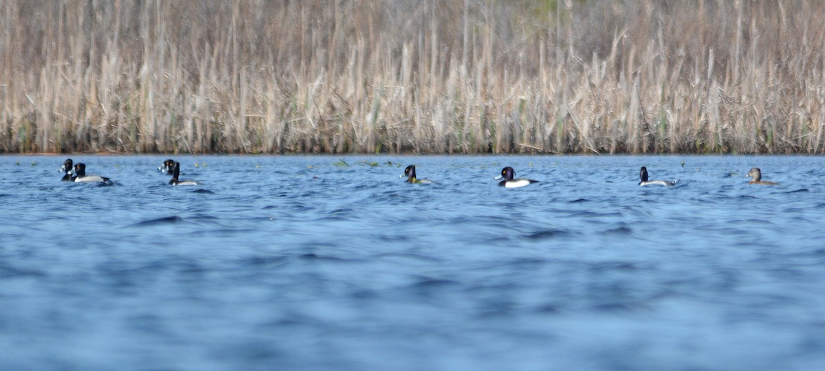 Tufted Duck - ML49711421