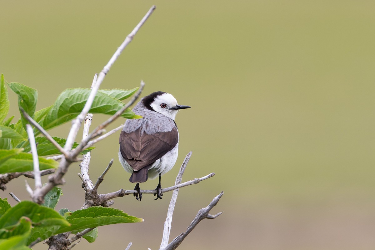 White-fronted Chat - ML497122041