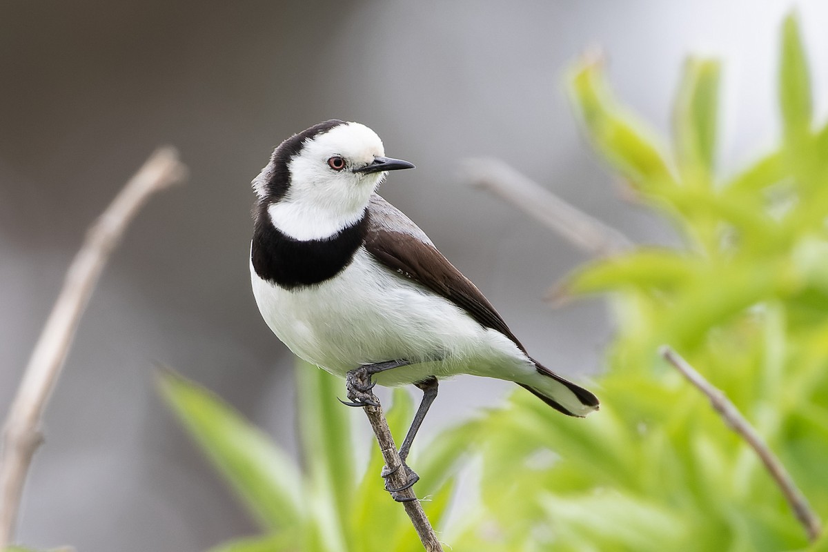 White-fronted Chat - ML497122061