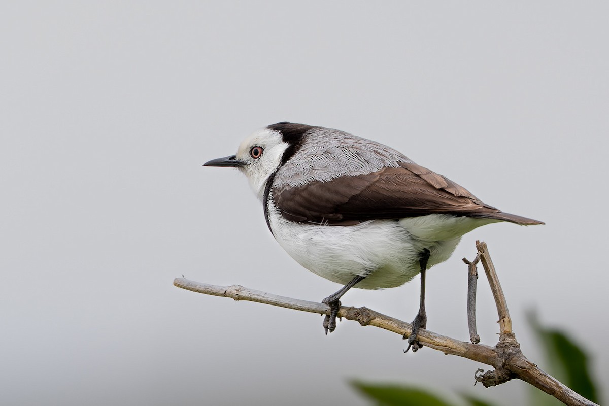 White-fronted Chat - ML497122071