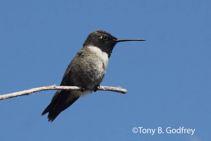 Black-chinned Hummingbird - Tony Godfrey