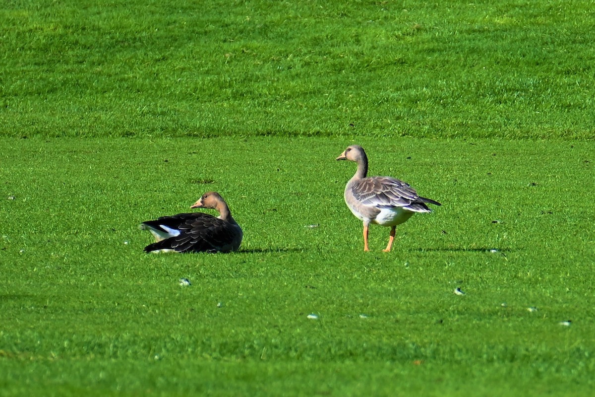 Greater White-fronted Goose - ML497137781