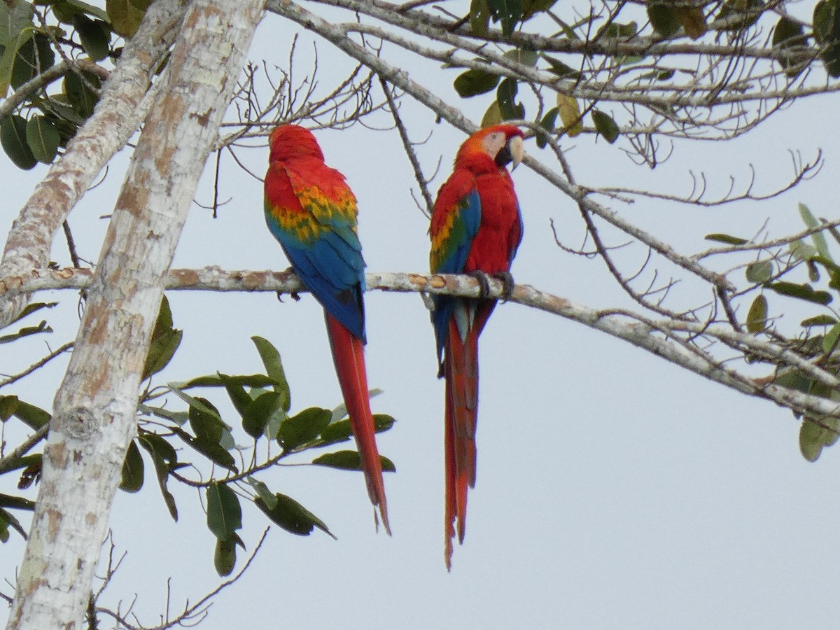 Scarlet Macaw - ML497139141