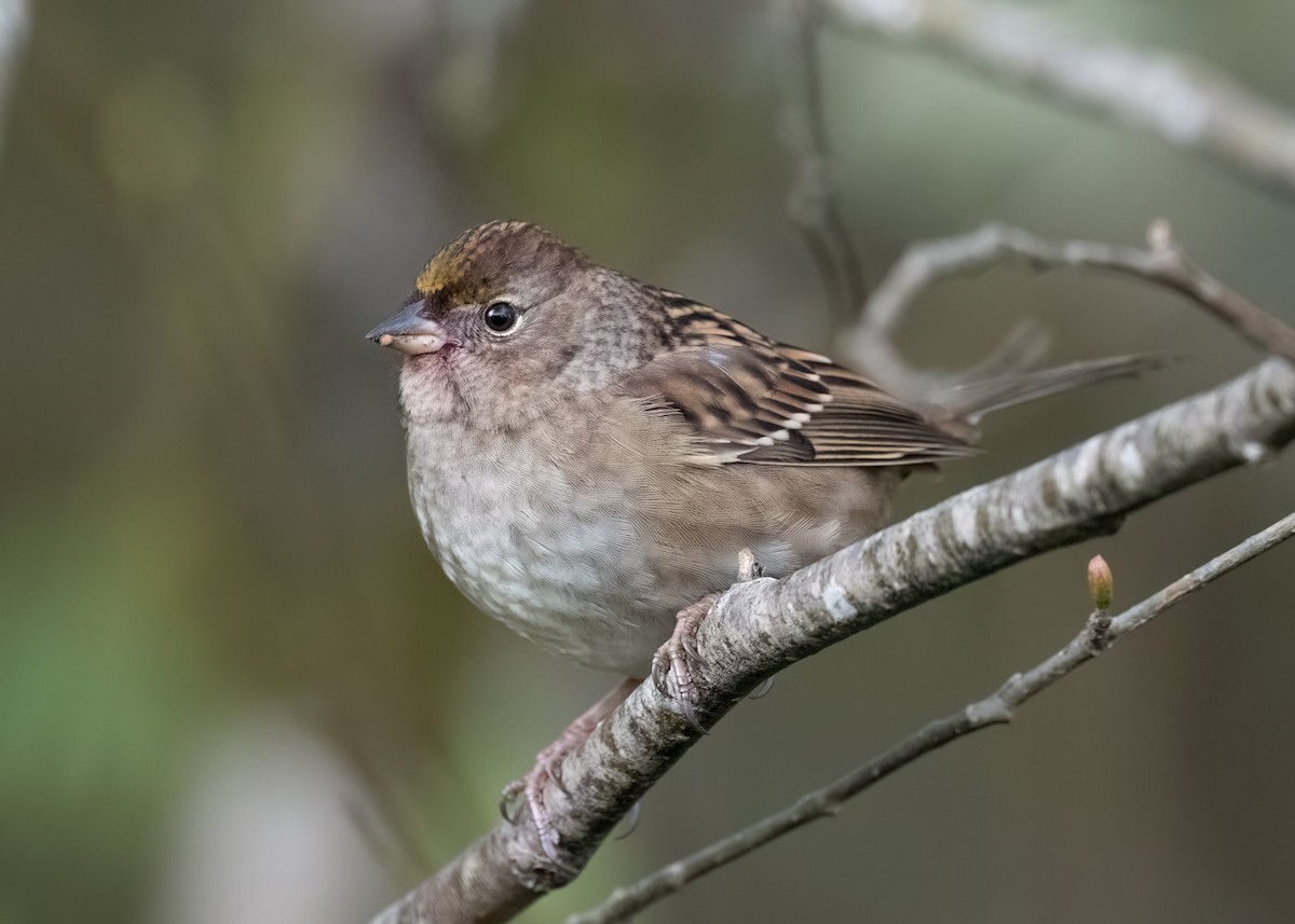 Golden-crowned Sparrow - Christian Hagenlocher