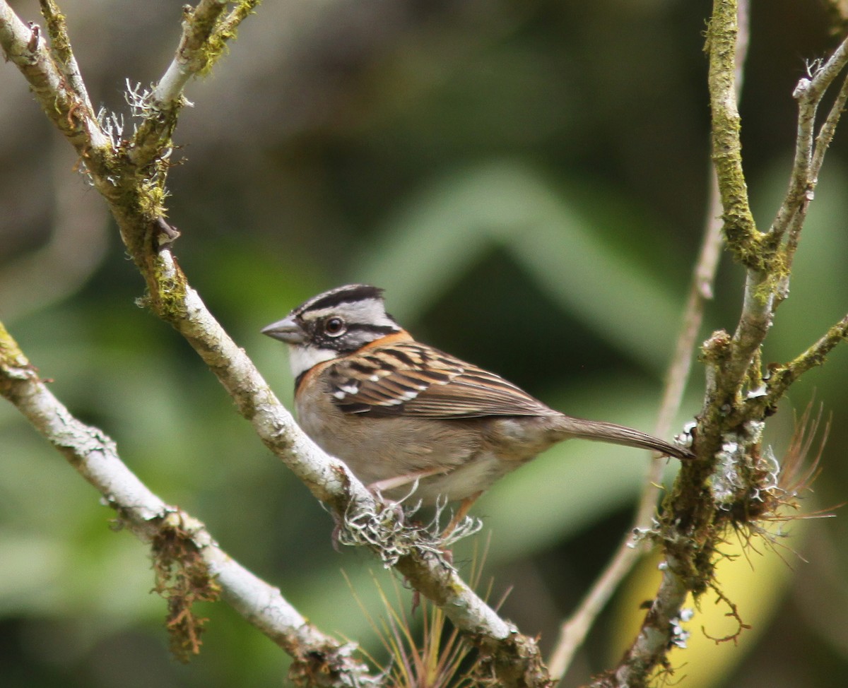 Rufous-collared Sparrow - ML497140701