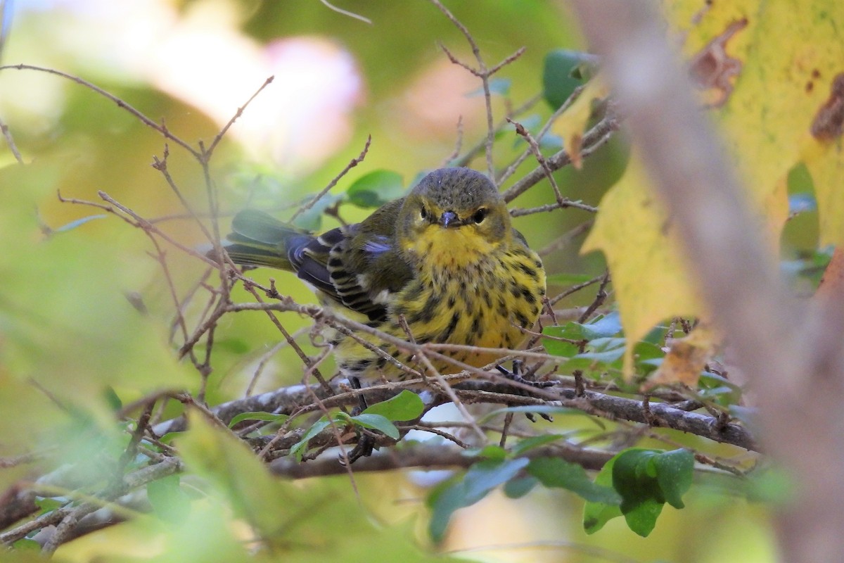 Cape May Warbler - ML497145881