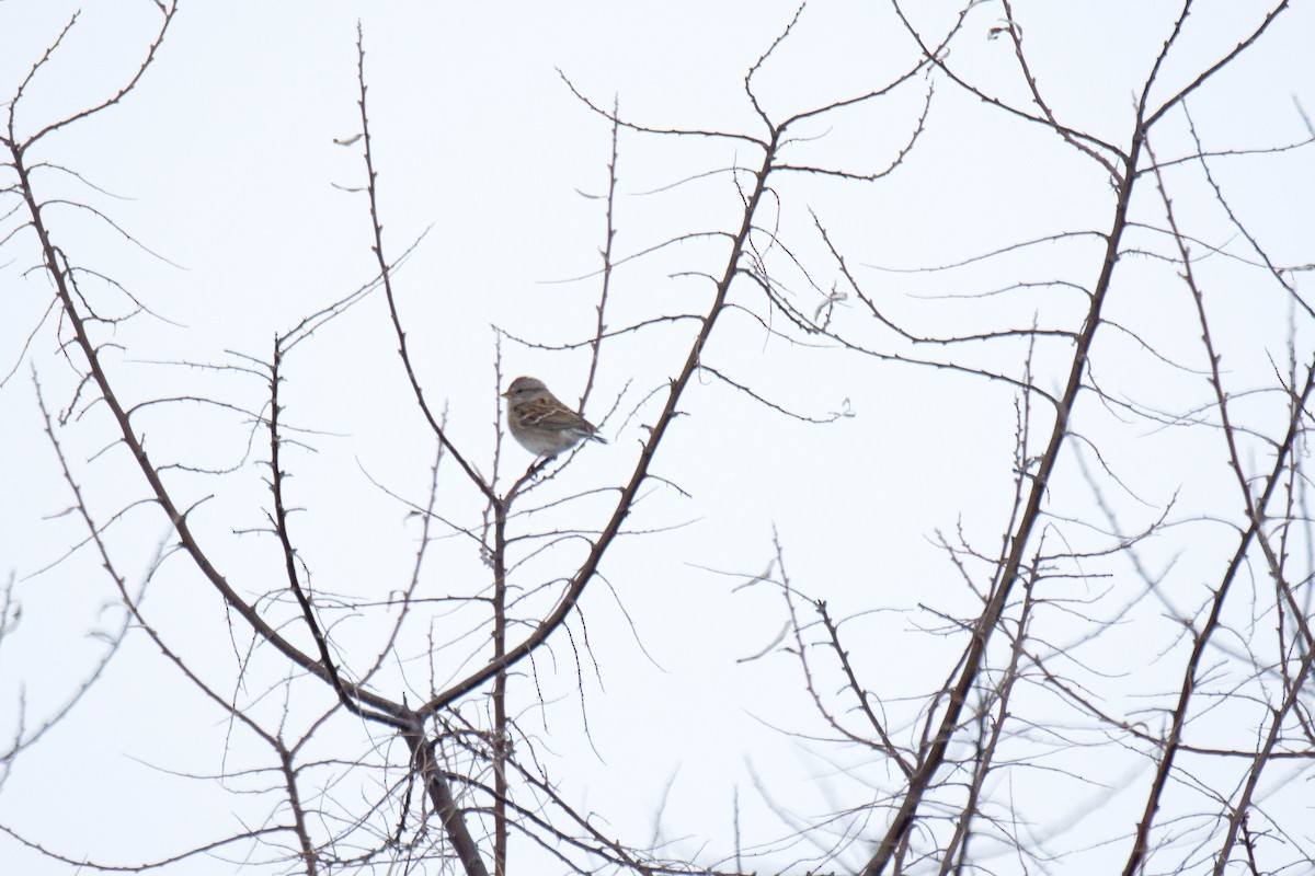 American Tree Sparrow - Wen Xu