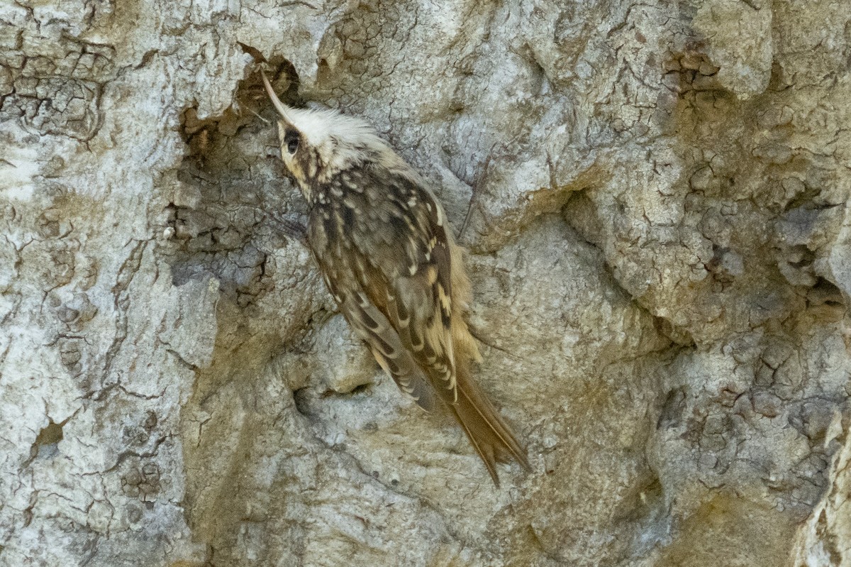 Brown Creeper (occidentalis Group) - ML497152451