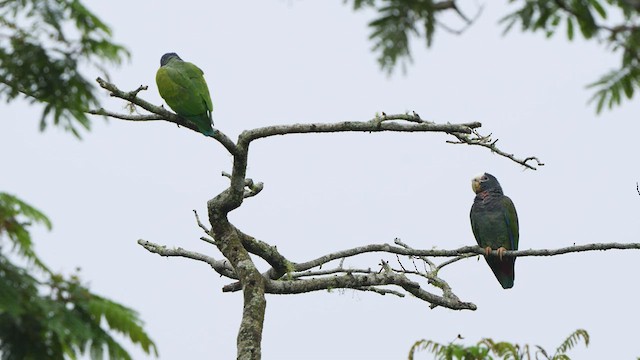 White-crowned Parrot - ML497155001