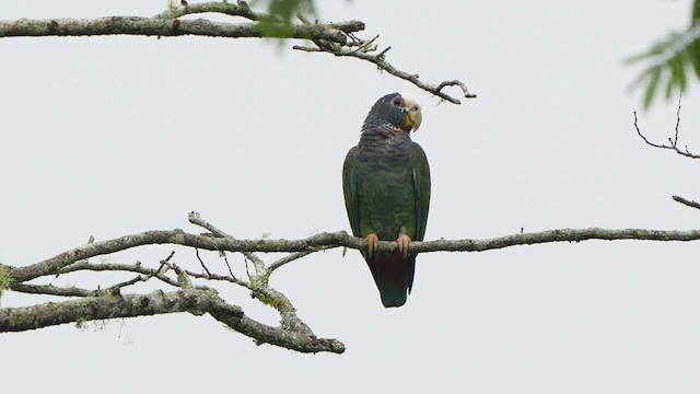 White-crowned Parrot - ML497155011