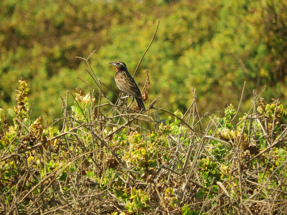 Peruvian Meadowlark - ML497163281