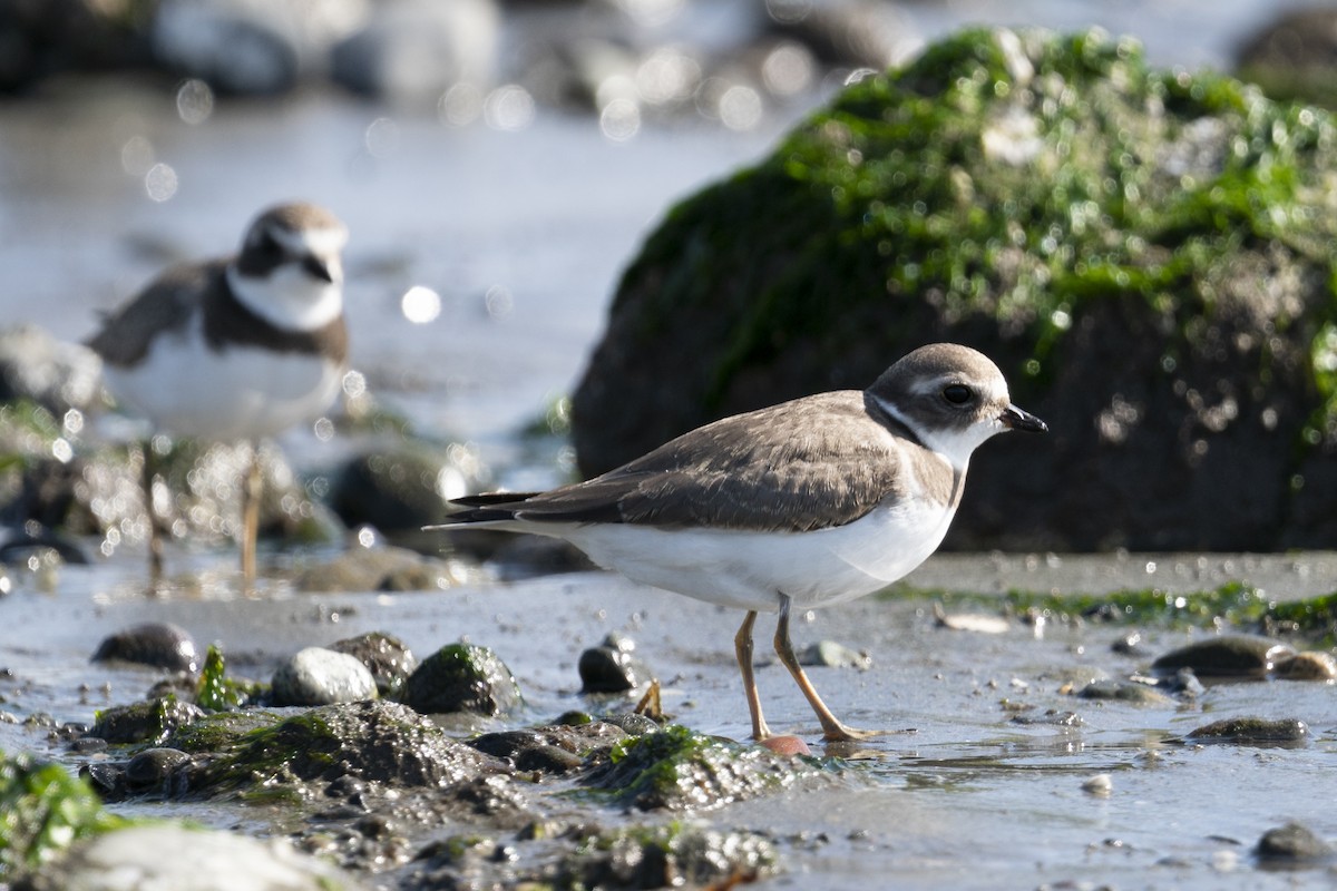 Semipalmated Plover - ML497169061