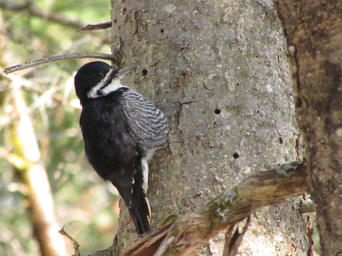 Black-backed Woodpecker - Thierry Grandmont