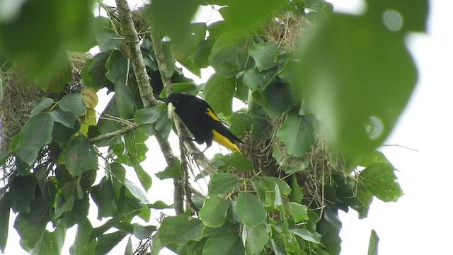 Yellow-rumped Cacique - ML497174151