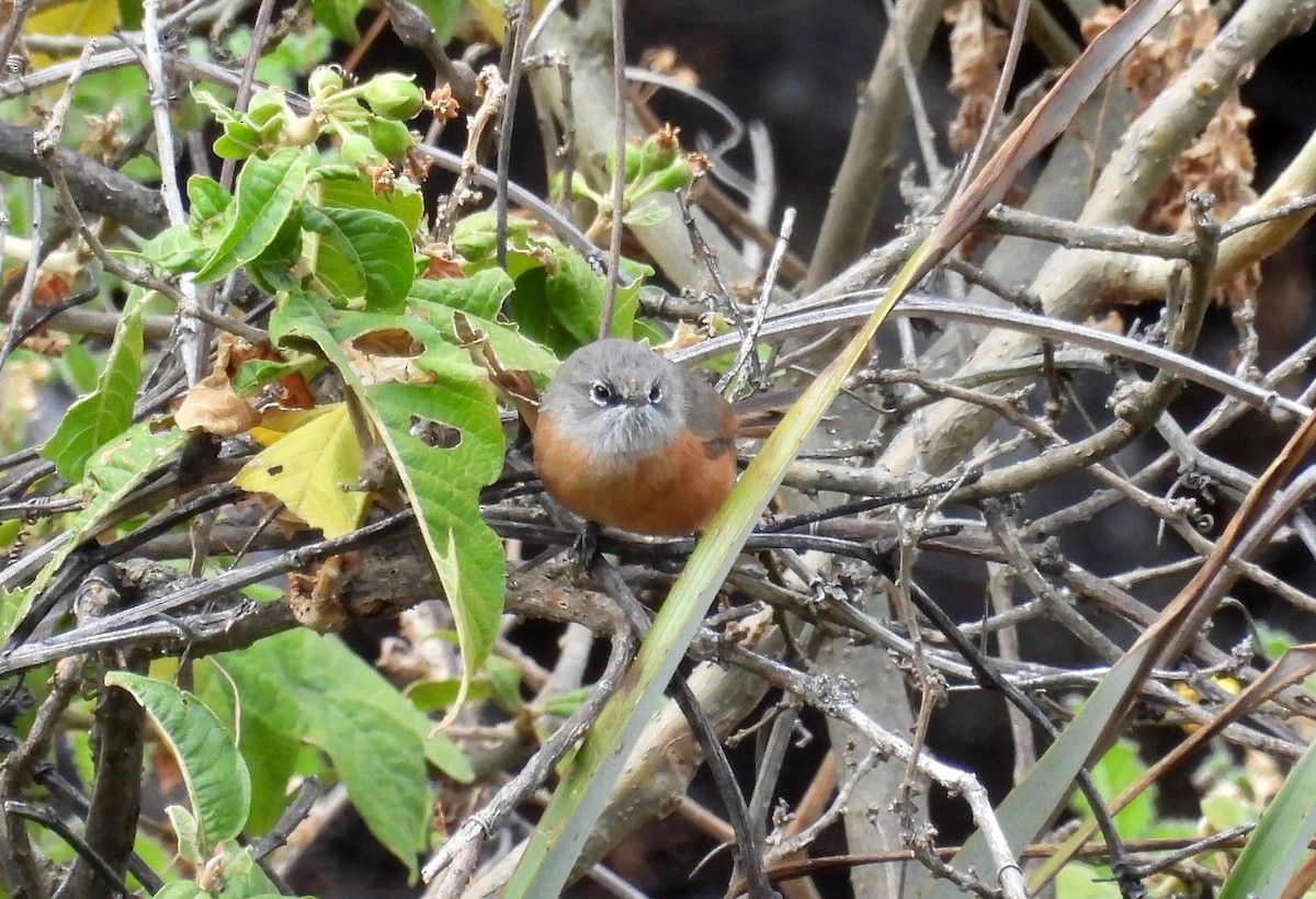 Russet-bellied Spinetail - ML497174561