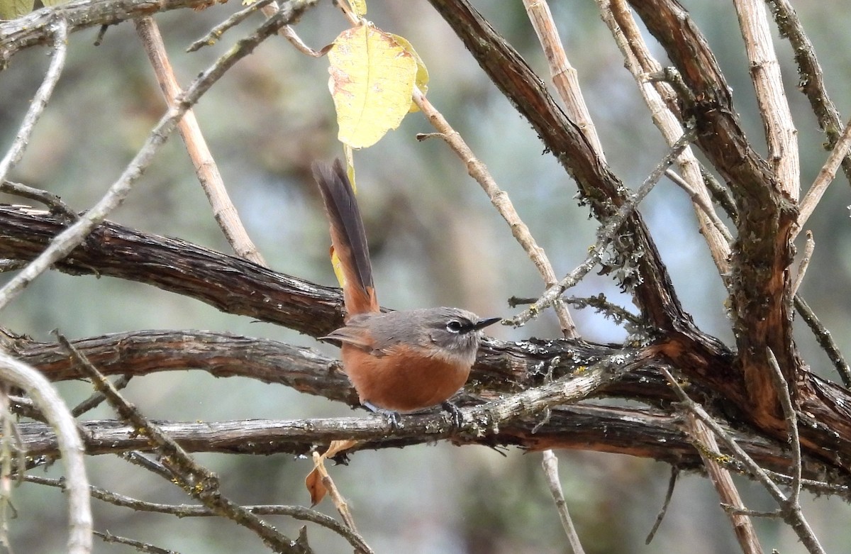 Russet-bellied Spinetail - ML497174581