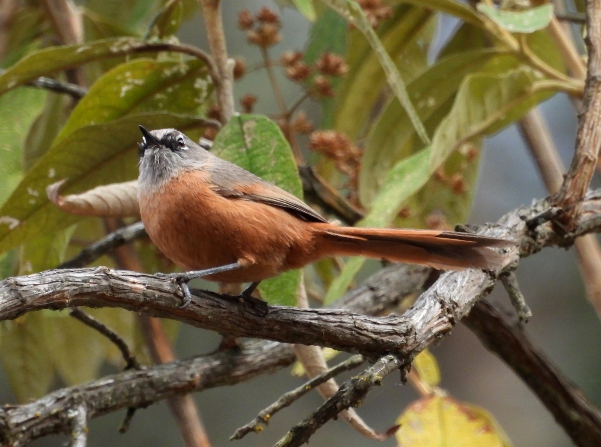 Russet-bellied Spinetail - ML497174611