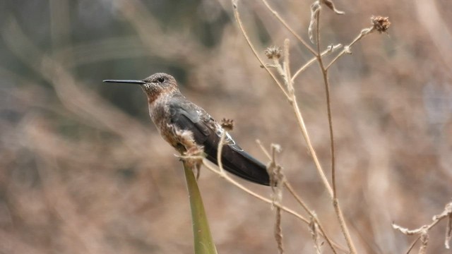 Giant Hummingbird - ML497175911