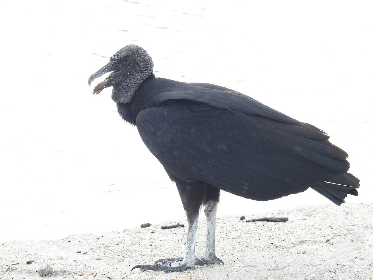 Black Vulture - ML497179601