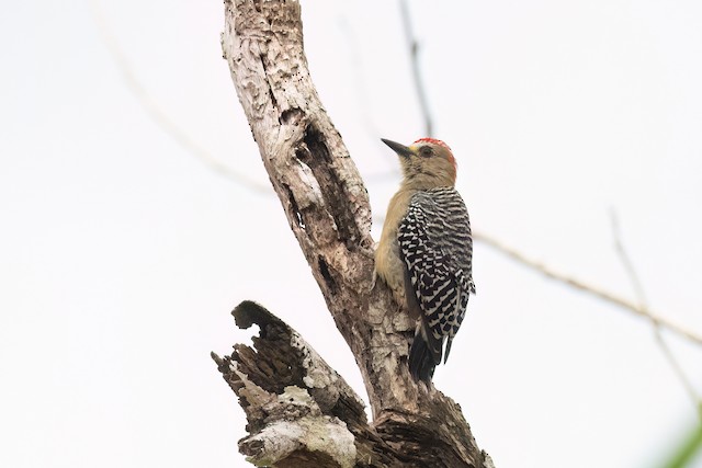 Red-crowned Woodpecker